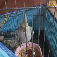 عروس هلندی|پرنده|میناب, |دیوار