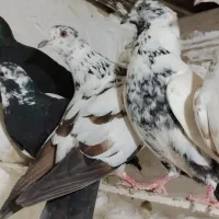 کبوتر هم رنگ هم پرش