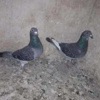 جفت المانی کار داده|پرنده|مشهد, انقلاب|دیوار