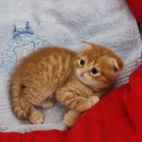 گربه های اسکاتیش