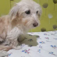 سگ شیتزو تریر|سگ|پاکدشت, پاکدشت (مامازند)|دیوار