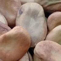 فروش باقله خشک