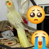 عروس گمشده