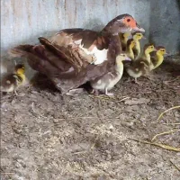 جوجه اردک خارجی رنگ خاص شکلاتی|حیوانات مزرعه|کیاکلا, |دیوار