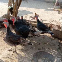 دو بوقلمون نر پنج بوقلمون ماده|حیوانات مزرعه|انزل, |دیوار