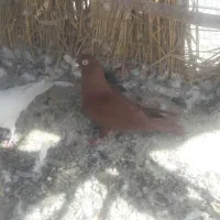 سرخ نر