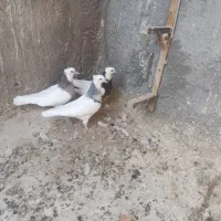 پرنده|پرنده|بم, |دیوار