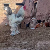 خروس برهما