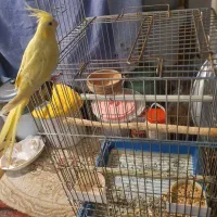 عروس هلندی ماده لوتینو قفس کاسکویی بزرگ و رام هستش