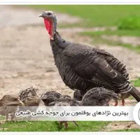 ۲ عدد بوقلمون کرچی