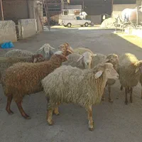 جایگاه بهداشتی دام زنده در چیتگر