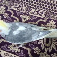 عروس هلندی|پرنده|بومهن, |دیوار