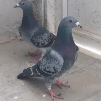 فروش چند جفت پلاکی درجه یک