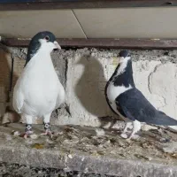 کبوتر سیاهپوش|پرنده|الوند, |دیوار