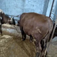 فروش کاو گوساله ومیش ابستن