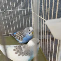 مرغ عشق|پرنده|گرمسار, |دیوار