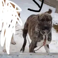 باسلام.این سگ از محدوده چمنبید دزدیده شده