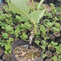 نهال پیوندی کیوی