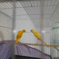 قناری|پرنده|تهران, میرداماد|دیوار