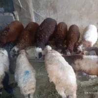 بره