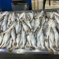 خدمات بسته بندی و فروش ماهی و میگو صید خلیج فارس|ماهی|بندرعباس, |دیوار