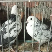 ۴ کبوتر زیبا و کشیده