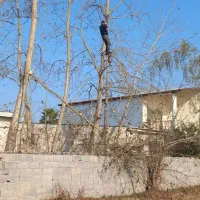 هرسکاری قطع درخت شبانه روزی چمستان نور