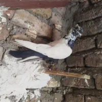 کبوتر پرشتی