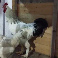 خروس برهما7ماهه