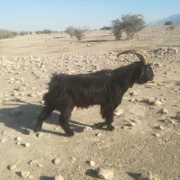 فروش پازن ترکی اصل