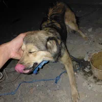 سگ پا کوتاه