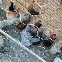 پنج مرغ محلی تخم گذار و دو خروس