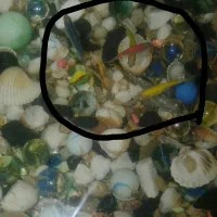 ماهی گپی ،مولی و زبرا