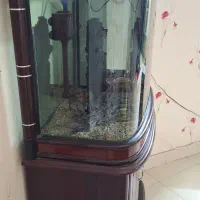 lکواریوم|ماهی|مشهد, حجاب (شهرک غرب)|دیوار