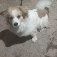 سگ اشپیتز،دوساله