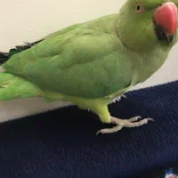 طوطی ملنگو نر معاوضه با قناری یا سهره|پرنده|تهران, جوادیه تهرانپارس|دیوار