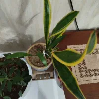 سانسوریا مفت