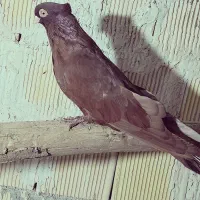 کفتر سیاه آبادانی