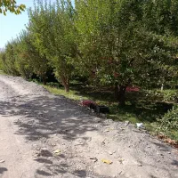 باغ گلبهار آبقد تهاترومعاوضه|فروش زمین و ملک کلنگی|گلمکان, |دیوار