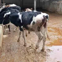 فروش سه راس گوساله ماده .گوساله شیری