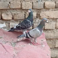 کبوتر|پرنده|گالیکش, |دیوار
