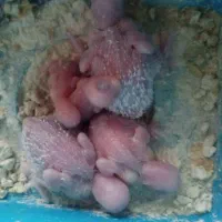 مرغ عشق مولد|پرنده|شهرکرد, |دیوار