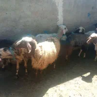 میش بره|حیوانات مزرعه|خمین, |دیوار