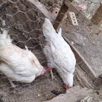 دوتا مرغ رُز تخم گذار و نیمچه خروس سفید
