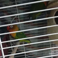 طوطی برزیلی،نرگسی، مرغ عشق،