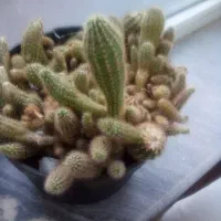 گلدان طبیعی|گل و گیاه طبیعی|خسروشاه, |دیوار