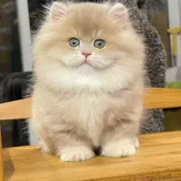 توله گربه های مانچکین وارداتی از چین