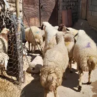 ۱۰عدد گوسفند شیره دار  پستان کرده. دوقلو زا|حیوانات مزرعه|ایلام, |دیوار