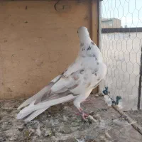 کبوتر غریبگیری ماده