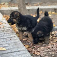 سگ ژرمن شپرد